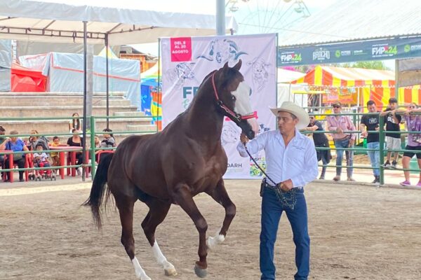 GOBIERNO ESTATAL ORGANIZÓ MUESTRA EQUINA EN LA FENAPO 2024