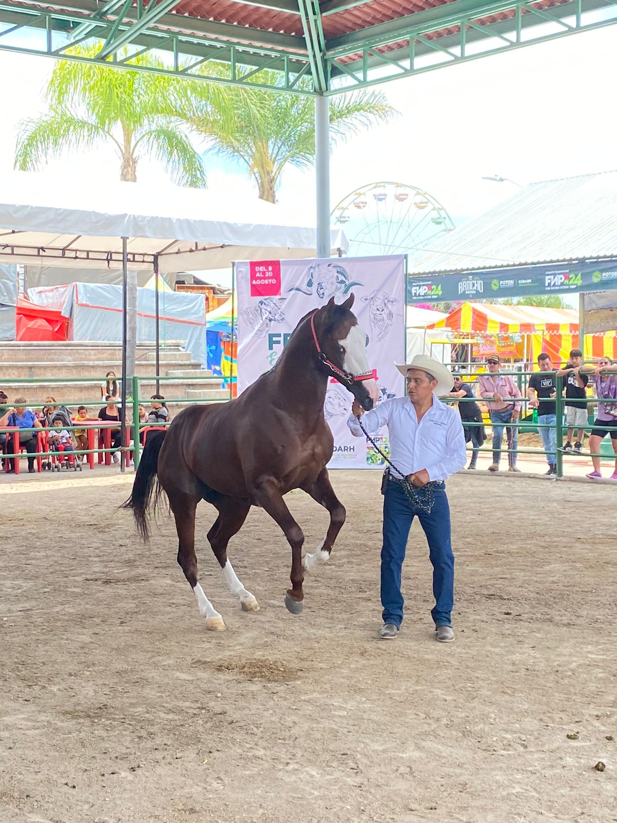 GOBIERNO ESTATAL ORGANIZÓ MUESTRA EQUINA EN LA FENAPO 2024